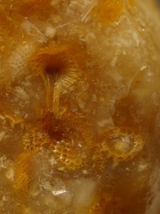 Feuerstein mit Bryozoen Ausschnitt 0,9 * 0,7 cm