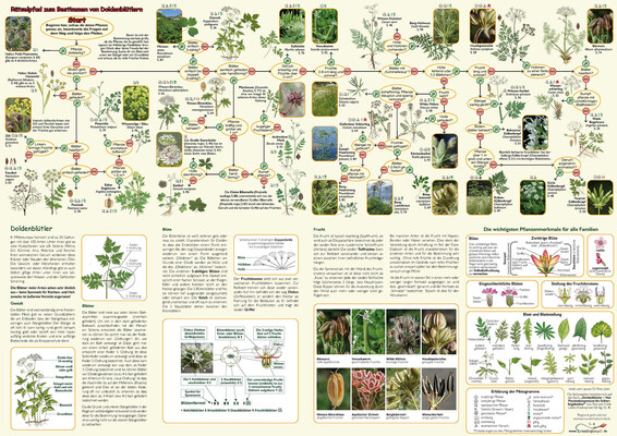 Rätselpfad Doldengewächse (A5, gefaltet)