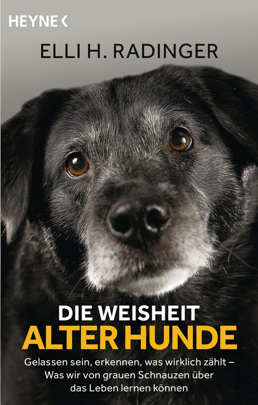 Die Weisheit alter Hunde