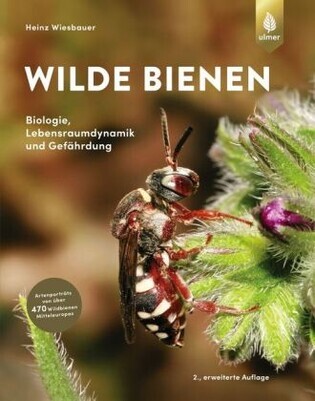 Wilde Bienen