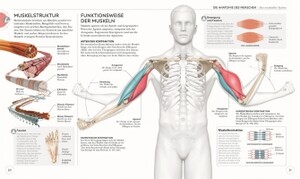 Yoga Anatomie