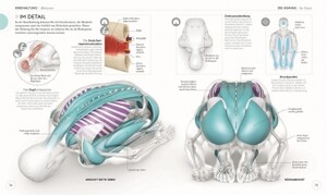 Yoga Anatomie