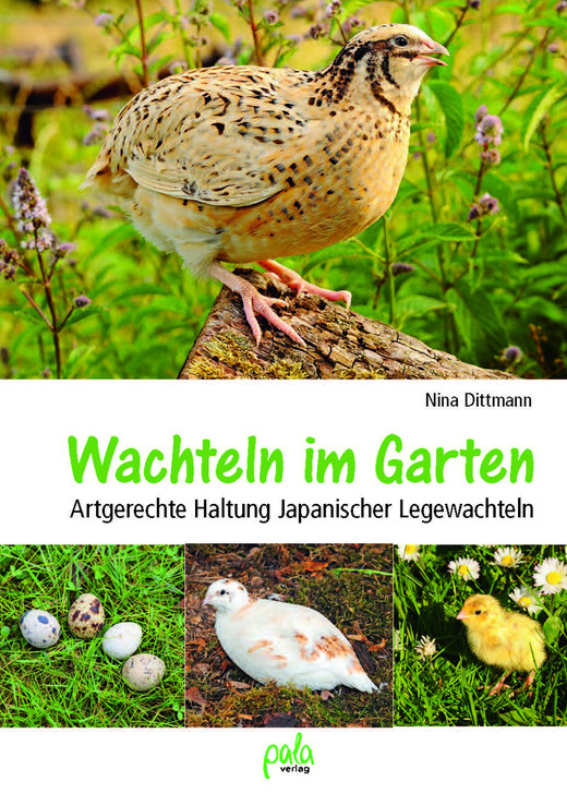 Wachteln im Garten