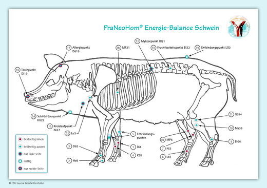 Akupunktur-Tafel Schwein