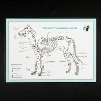 Akupunktur-Tafel Hund