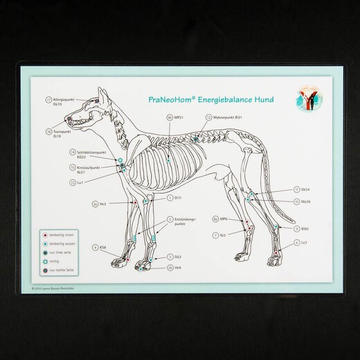 Akupunktur-Tafel Hund Akupunktur-Tafel Hund