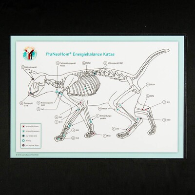 Akupunktur-Tafel Katze