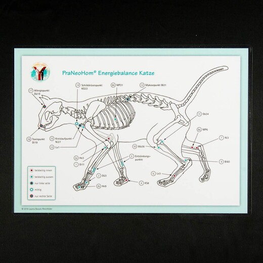 Akupunktur-Tafel Katze