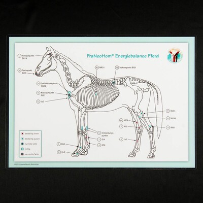 Akupunktur-Tafel Pferd