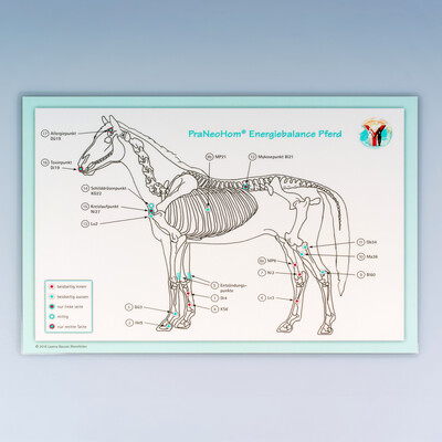 Akupunktur-Tafel Pferd