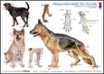 Akupunkturtafel für Hunde