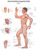 Chart 1 Tung's Extraordinary Acupuncture Points on the regular channels, Poster