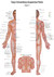 Chart 2 Tung's Extraordinary Acupuncture Points on the regular channels, Poster
