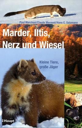 Marder, Iltis, Nerz und Wiesel