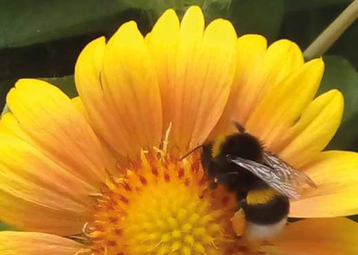 Postkarte, Blüte mit Hummel