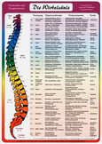 Wirbelsäulen Tafel, DINA 4
